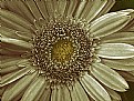 Picture Title - Gerbera