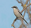 Picture Title - Loggerhead Shrike