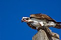 Picture Title - Osprey with trout