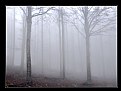 Picture Title - Misty Wood