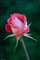Picture Title - A rose e'er blooming 2
