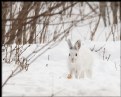 Picture Title - Snowshoe Hare