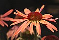 Picture Title - Cone Flower