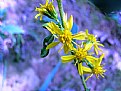 Picture Title - flower
