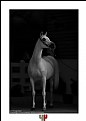Picture Title - Horse #2