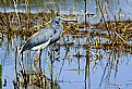 Picture Title - Blue Heron 