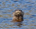 Picture Title - River Otters 3