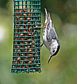 Picture Title - White-breasted Nuthatch