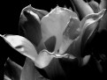 Picture Title - The tulip.