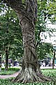 Picture Title - The Root of it All