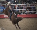 Picture Title - Bull Riding