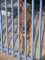 Picture Title - Dog Behind Bars