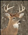 Picture Title - Buck-head