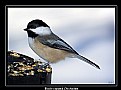 Picture Title - Chickadee