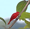 Picture Title - Summer Tanager