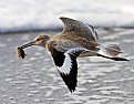 Picture Title - Willet with Sand Crab