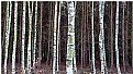 Picture Title - birch trees