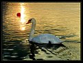 Picture Title - swan