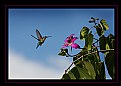 Picture Title - Humming Bird