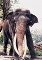 Picture Title - The Tusker