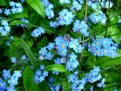 Picture Title - Forget Me Nots