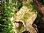 in  jungle