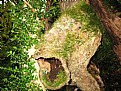 Picture Title - in  jungle