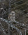 Picture Title - Barred Owl