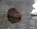 Picture Title - Canadian Beaver