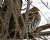 Ruffed Grouse