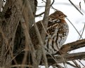 Picture Title - Ruffed Grouse