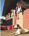 Picture Title - Budweiser Dalmation