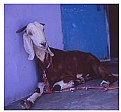 Picture Title - house goat
