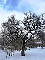 Picture Title - winter