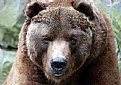 Picture Title - Brown Eyed Bear