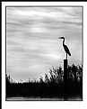 Picture Title - A Heron!