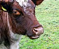 Picture Title - Happy  moo  year