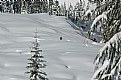Picture Title - Lone Skier