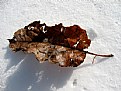 Picture Title - winter leaf