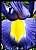 Dutch Iris