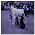 Picture Title - indian straydogmum