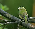 Picture Title - Painted Bunting