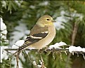 Picture Title - Goldfinch
