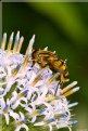 Picture Title - Hover Fly 2