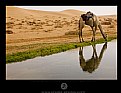 Picture Title - Camel