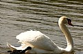 Picture Title - swan