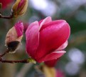 Picture Title - Magnolia