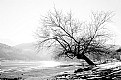 Picture Title - The tree on the frozen lake