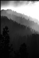 Picture Title - Sequoia Grove 