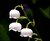 Lily Of The Valley